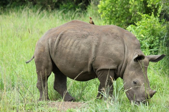 hluhluwe rhino
