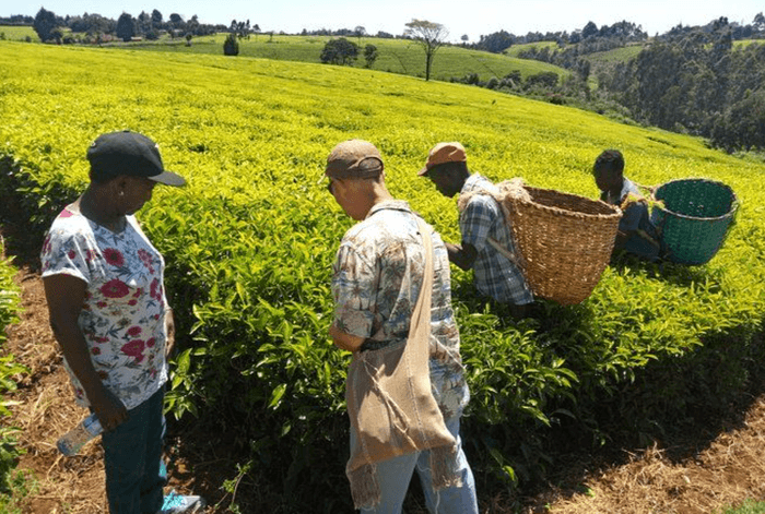 Kiambethu Tea Farm Limuru