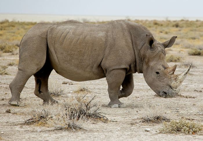 etosha rhino