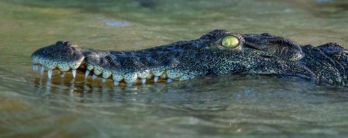 Chobe National Park / Chobe River Crocodile