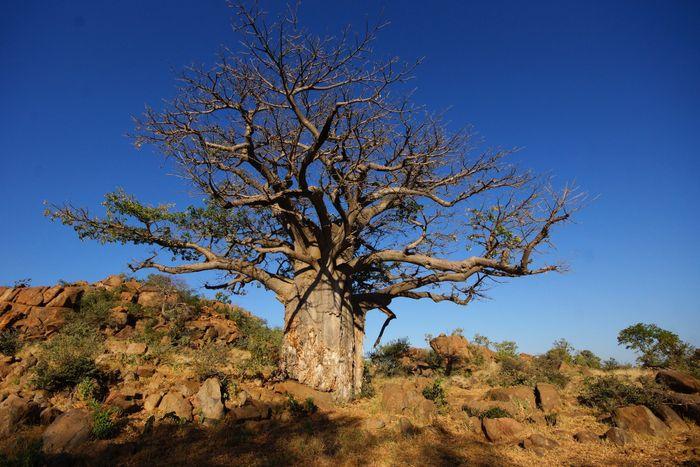 Baobab Africa