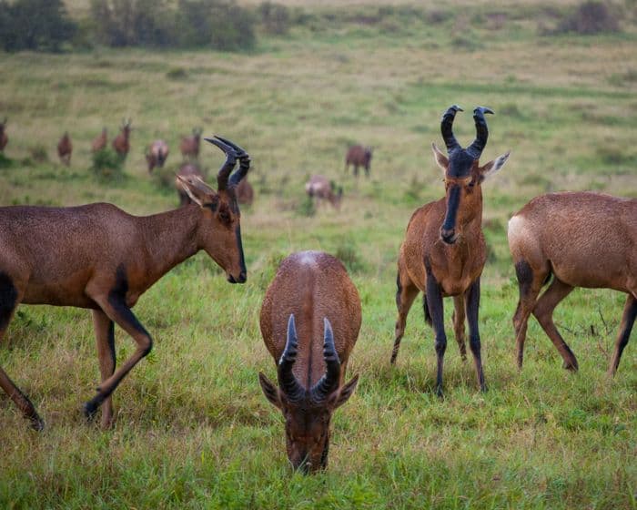 addo elephant national park hartebeest