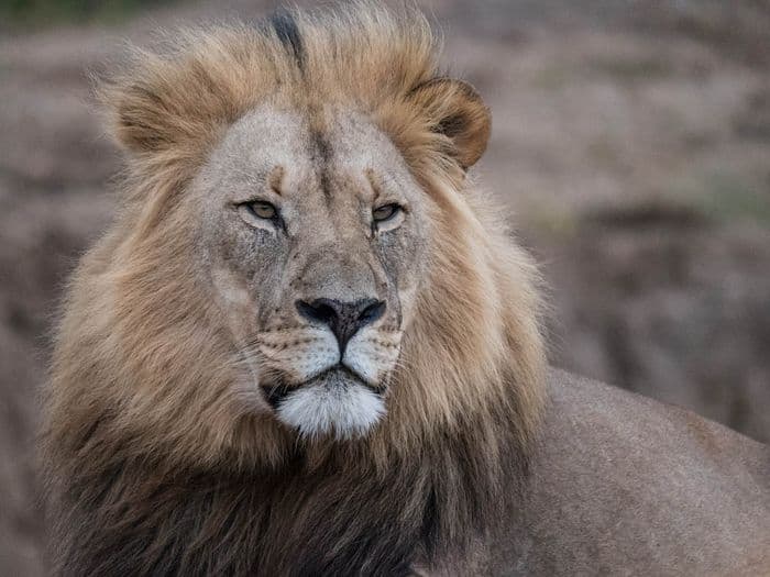 Amakhala Game Reserve