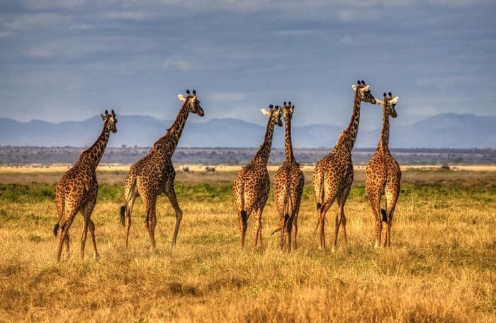 amboseli national park giraffes