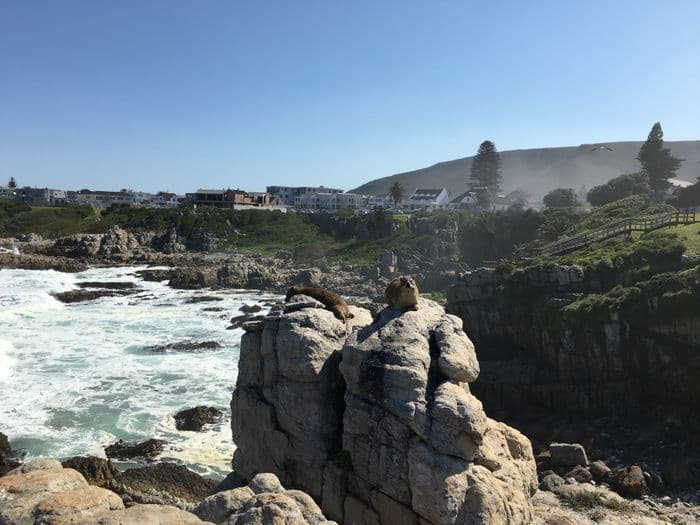 Hermanus