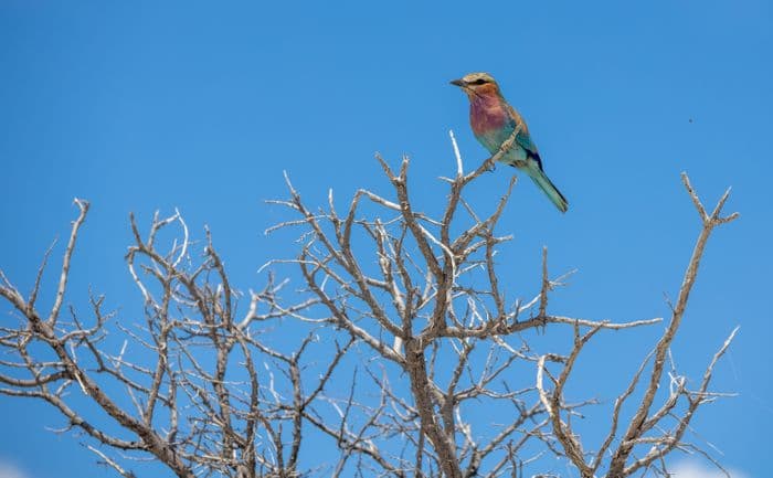 Etosha National Park