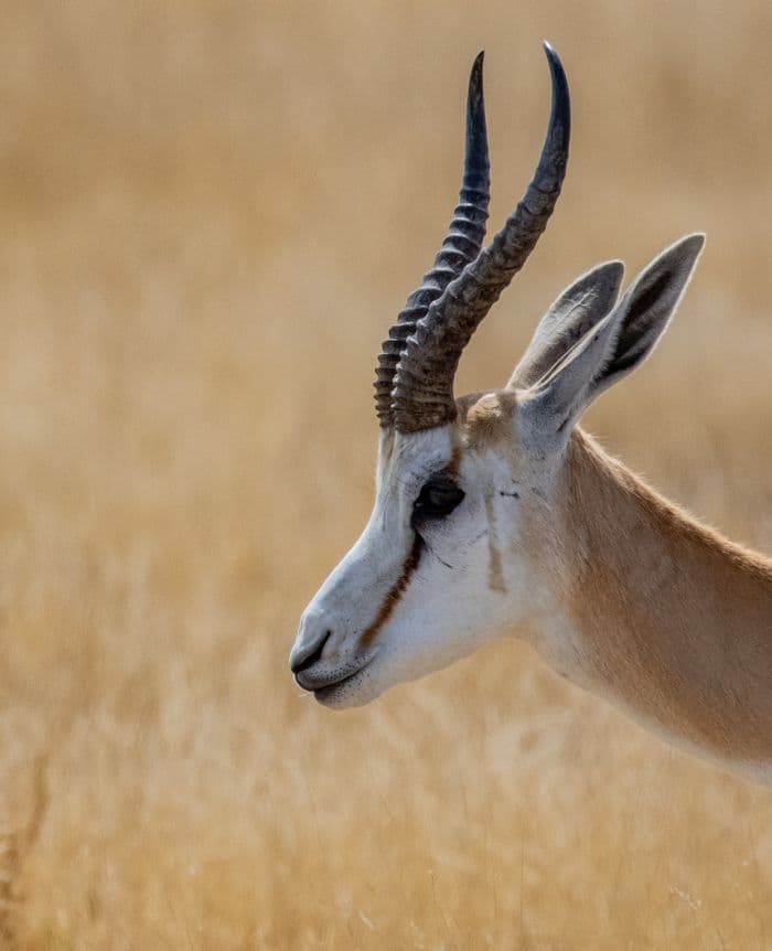 Etosha National Park Namibia