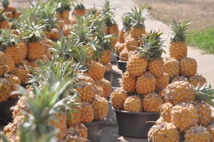 HluHluwe Pineapples