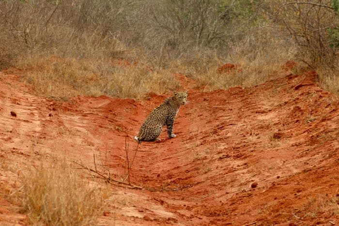 tsavo west safari