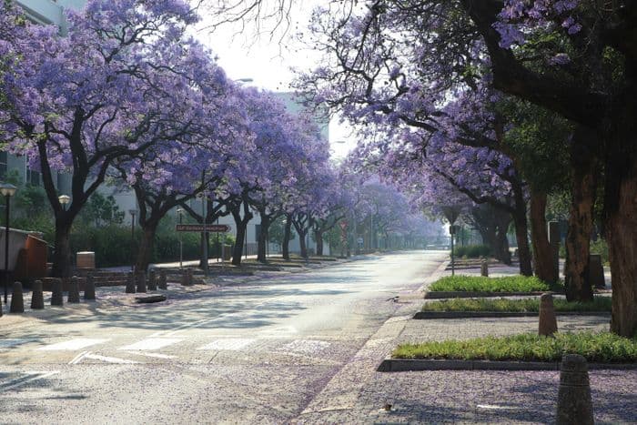pretoria jacaranda