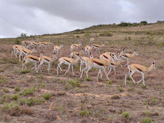 csaf Antilopes
