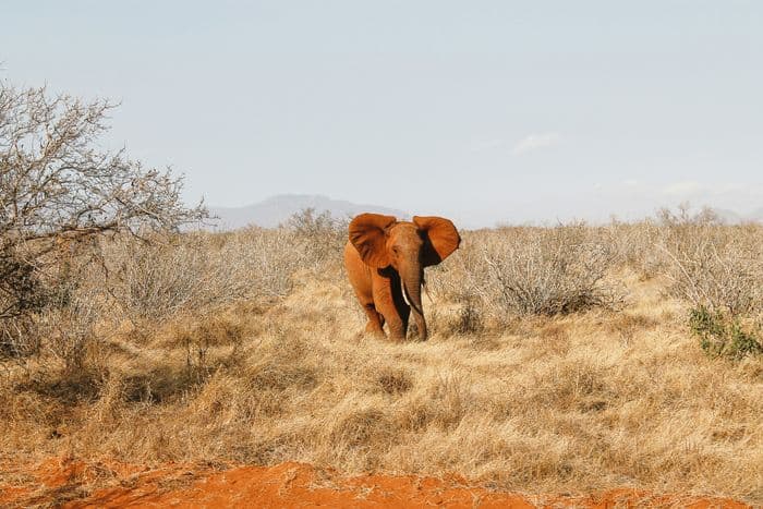 tsavo west safari red elephant