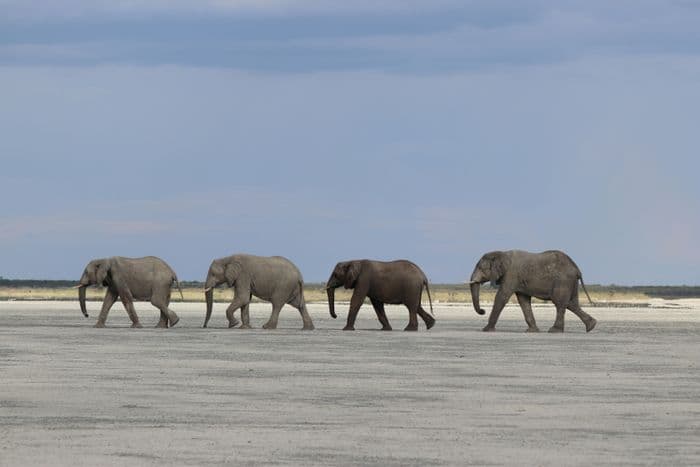 botswana elephants