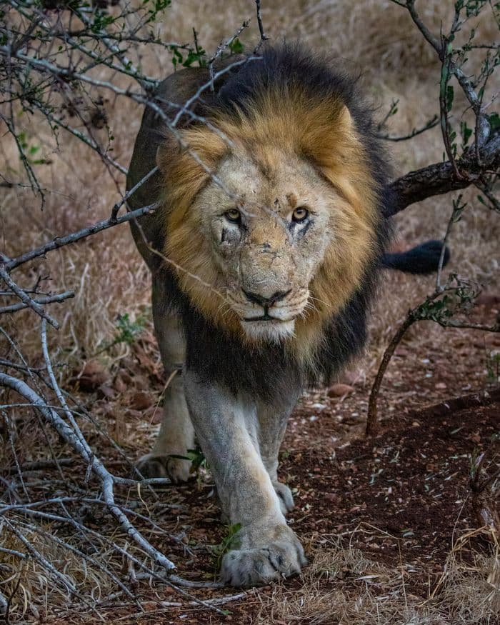 Manyoni Game Reserve, Leopard Mountain