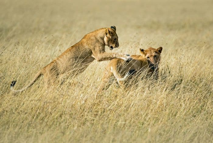 lions serengeti 6
