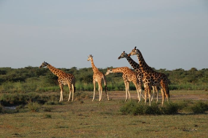 Giraffe Murchison Uganda