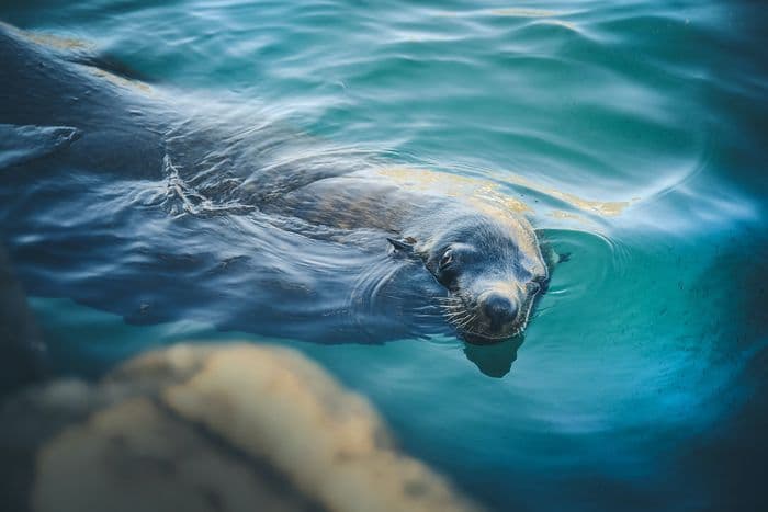 Hout Bay Harbour Seal