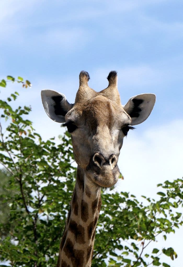 Giraffe