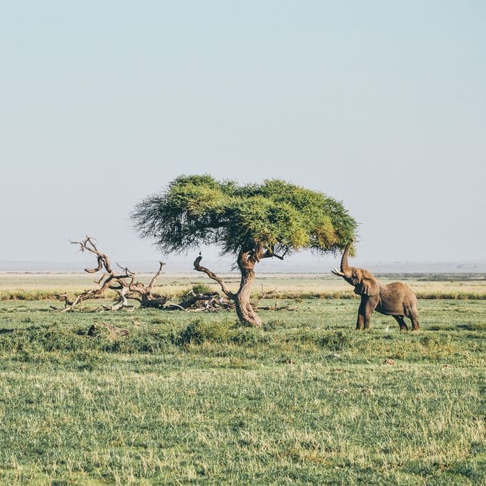 Maasai Mara