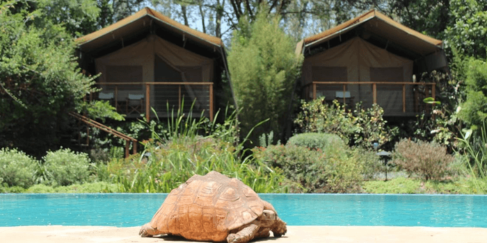 Wildebeest Eco Camp Nairobi