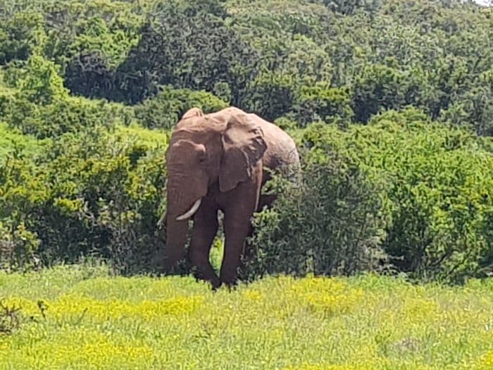 Addo Elephant National park