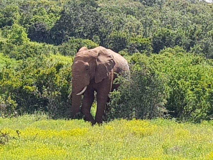 Addo Elephant National park 