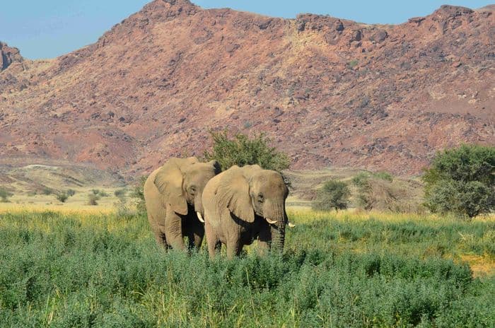 Wüstenelefanten