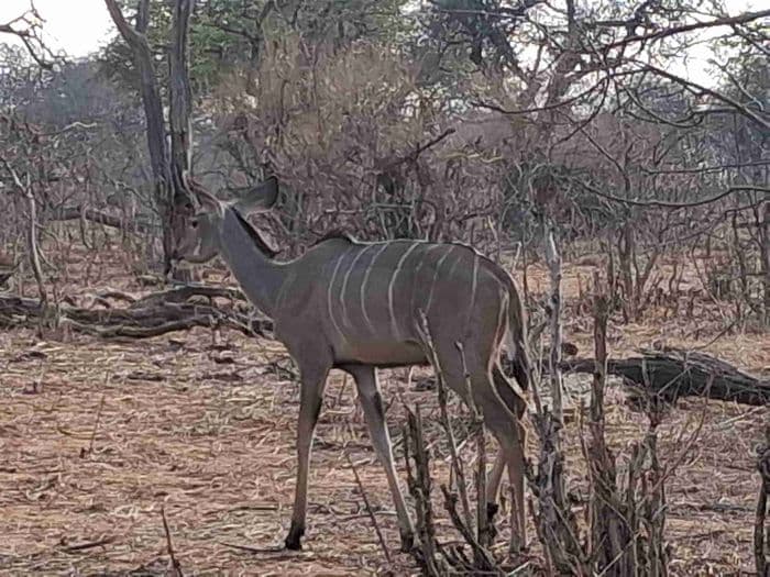 Kudu