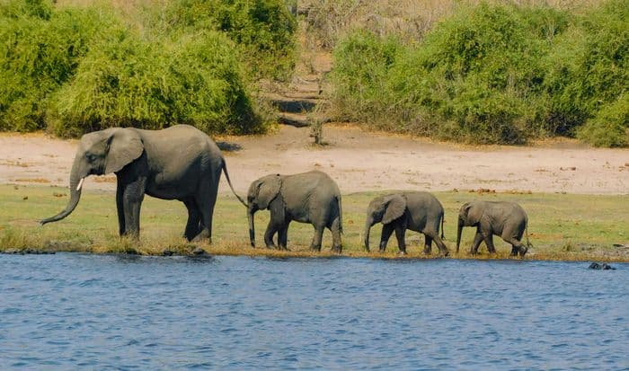 elephants chobe national park