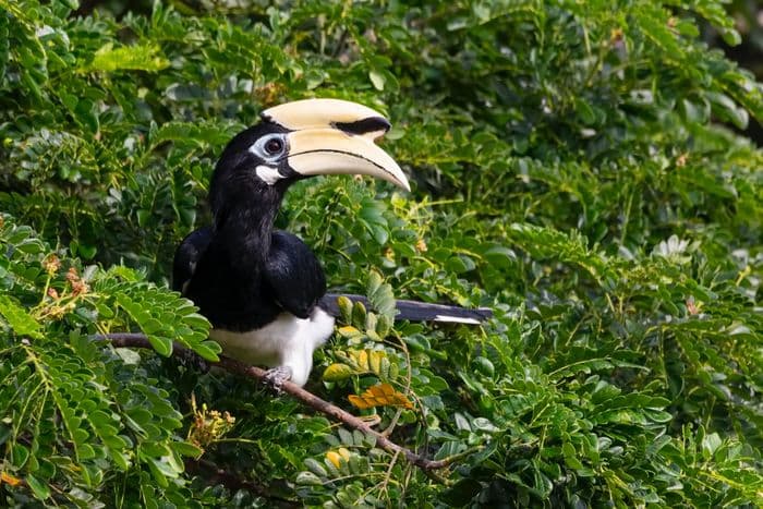 Lake Manyara birds