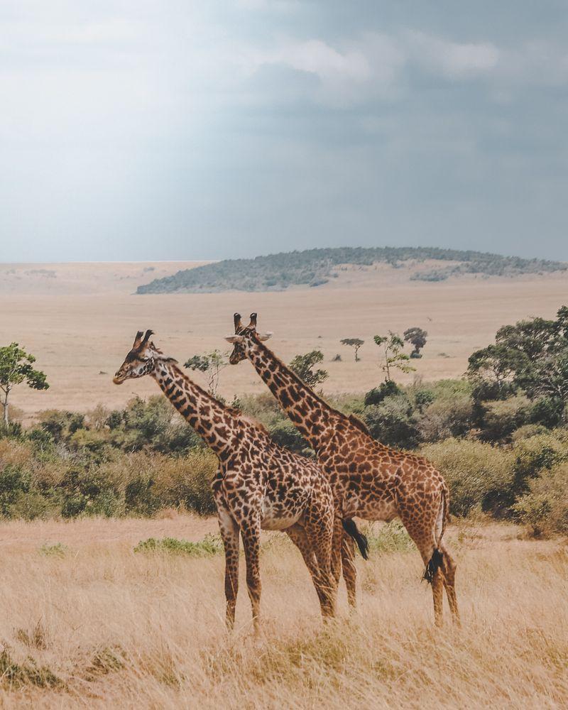 Tanzanian Giraffe