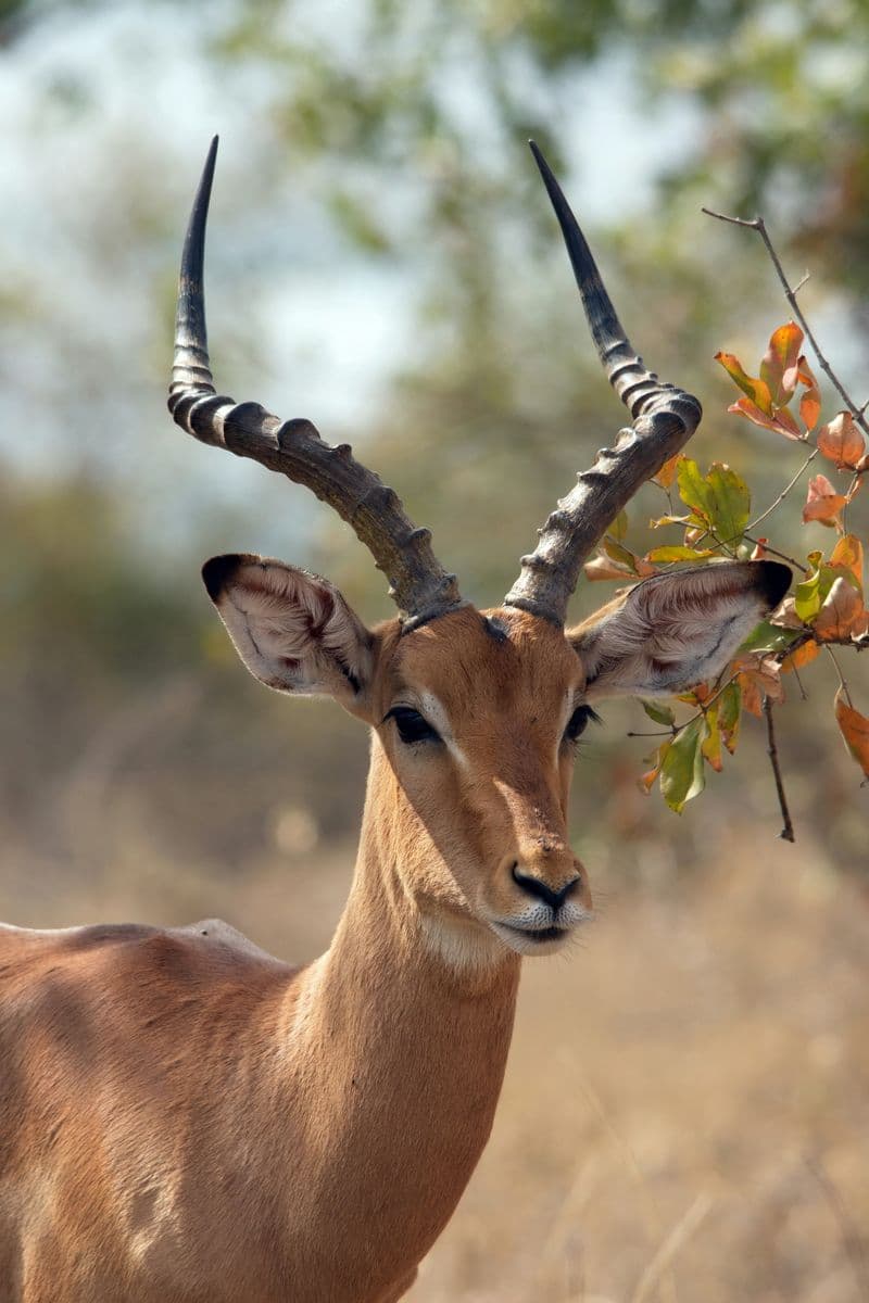 impala kruger