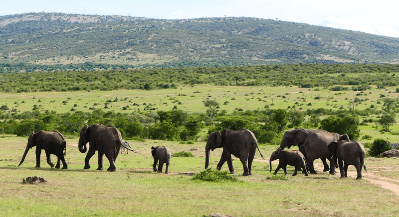 Maasai Mara