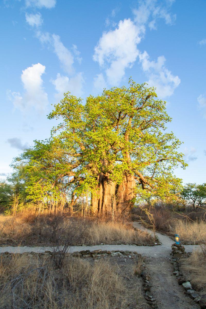 Planet Baobab Gweta