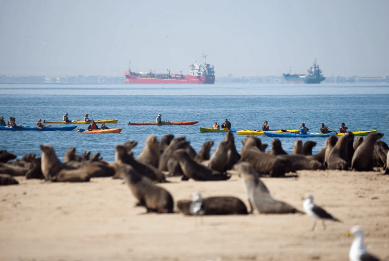 Kayak with Seals in Walvis Bay